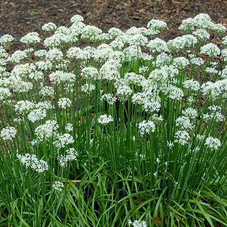 Ciboule-ail de Chine (ail tubéreux) - 2 g