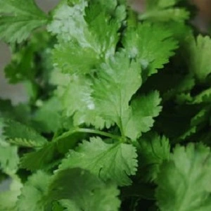 [S80500] Coriandre à feuilles - 5 g