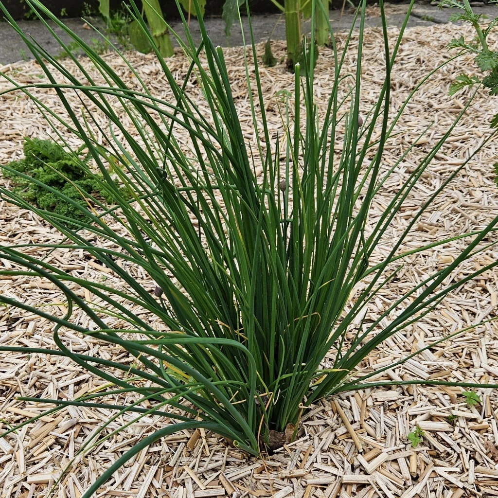 [S80435] Ciboulette Civette - 2 g