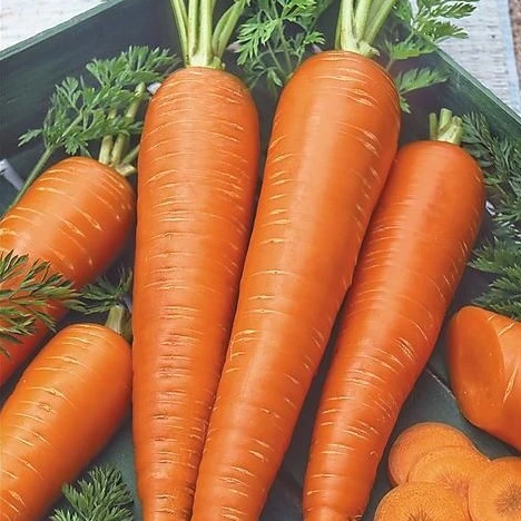 [S11480] Carotte St-Valéry - 10 g