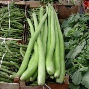 Courge Serpent de Sicile - 10 graines