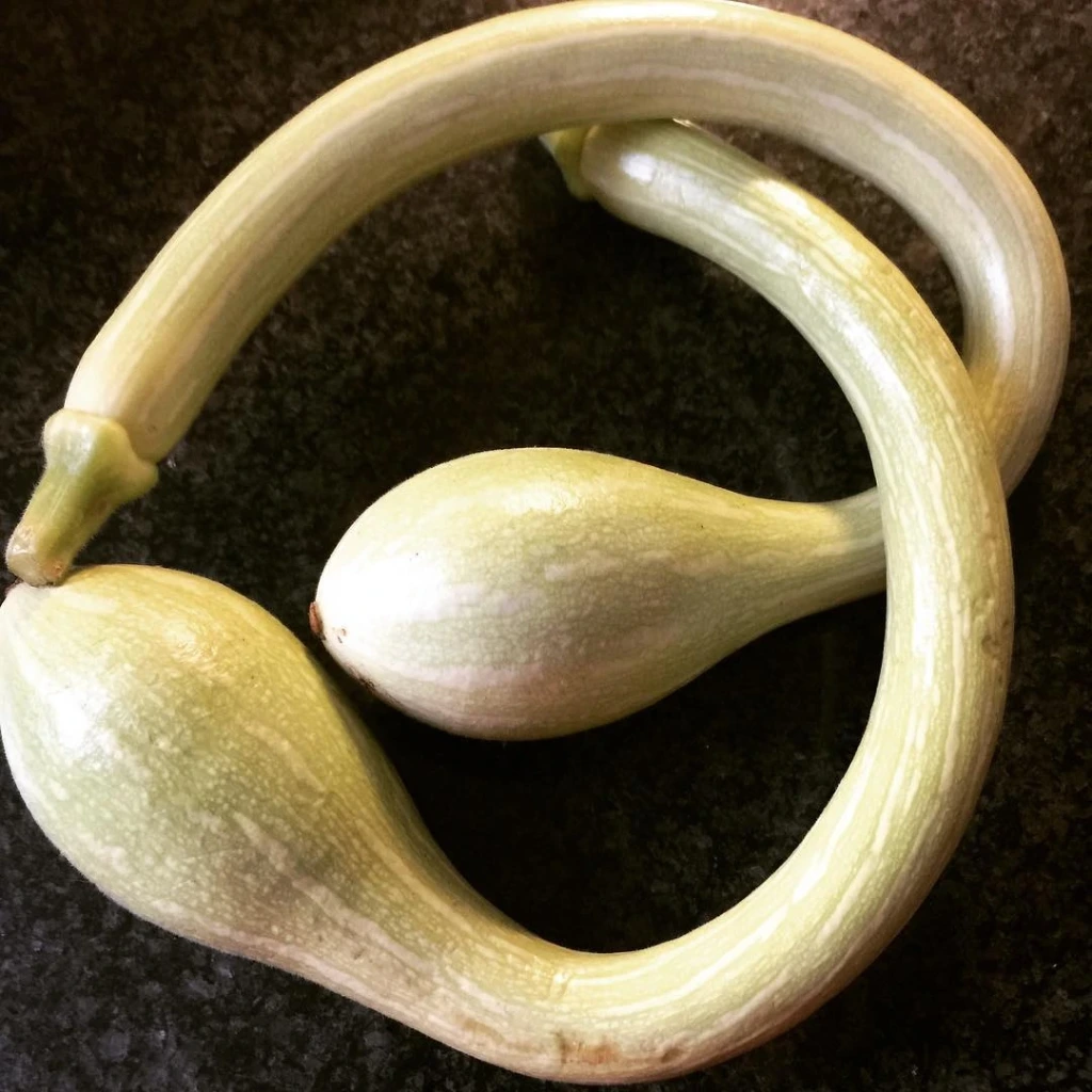 Courge Trompe d'Albenga - 10 graines