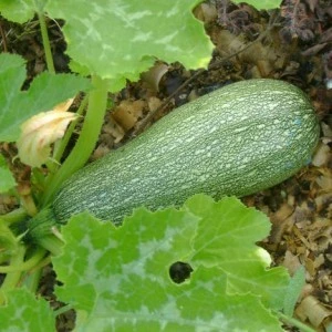 [S35600] Courgette verte Petite d'Alger - 10 graines
