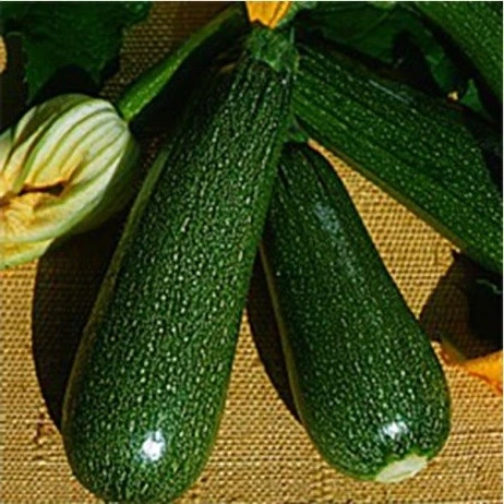 [S35540] Courgette verte des maraîchers - 10 g
