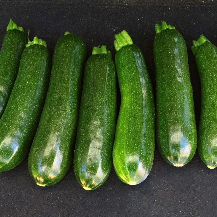 Courgette verte Diamant F1 - 10 graines