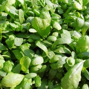 Cresson à larges feuilles - 10 g