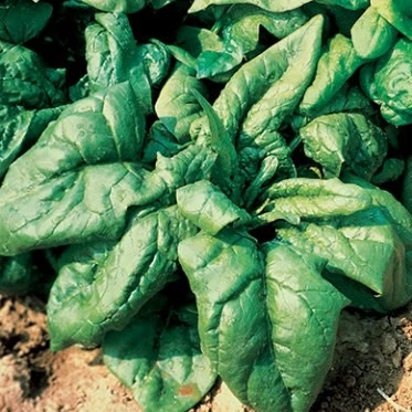 Epinard d'hiver Samos F1 - 10 g