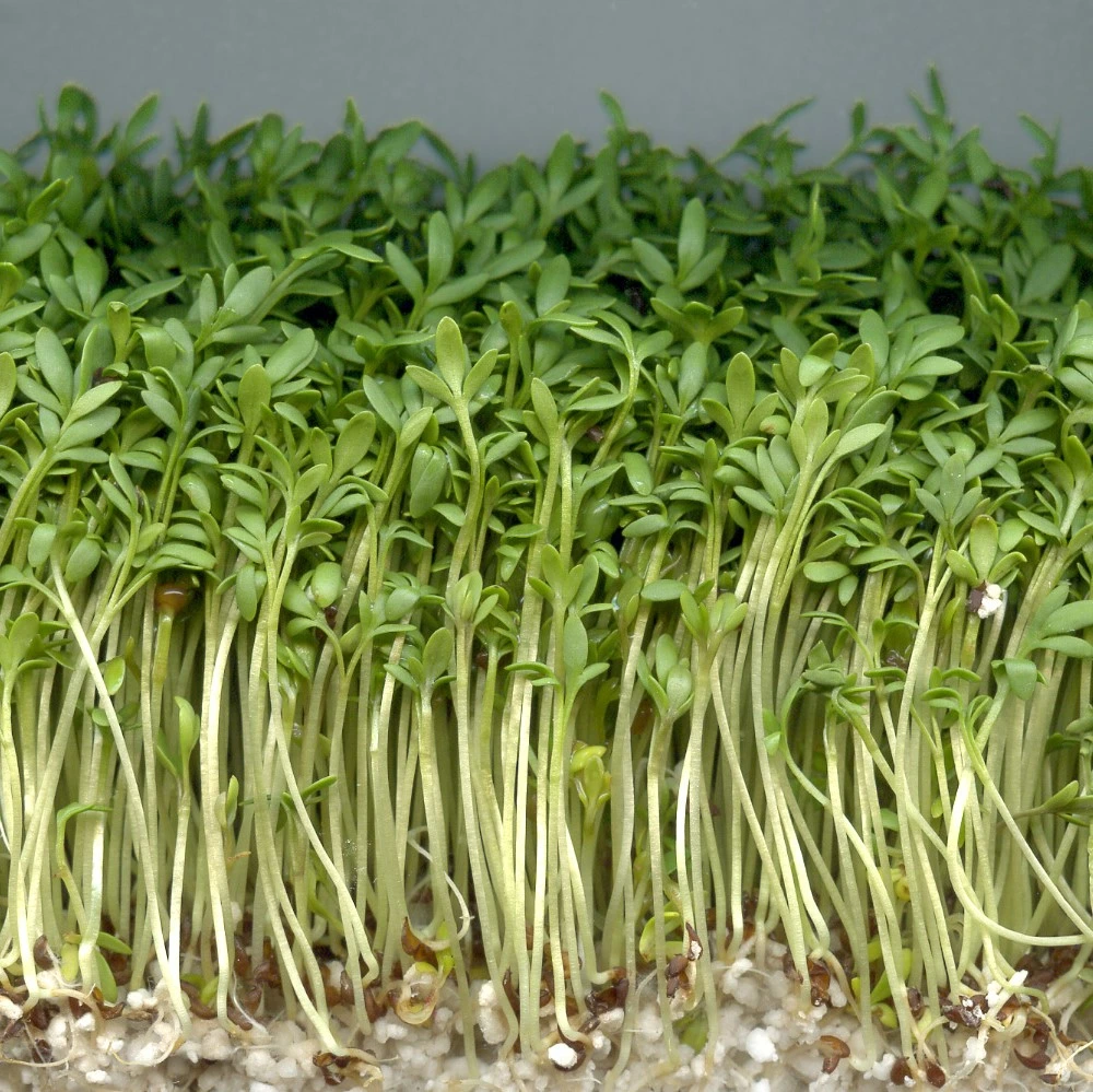 Cresson alénois, cressonnette - 100 g