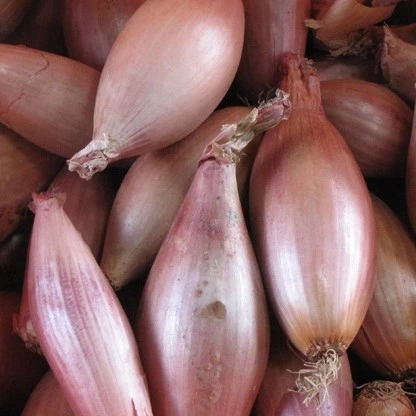 [S37550] Echalote à semer Echalion Zébrune - 2 g