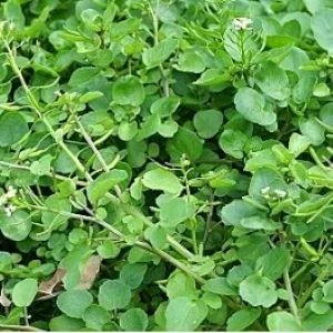 [S36400] Cresson vivace des jardins - 3 g