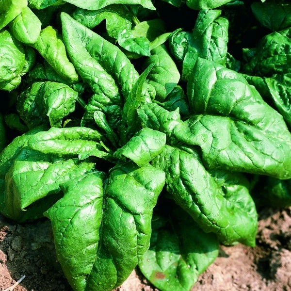 Epinard d'été Viking - 20 g