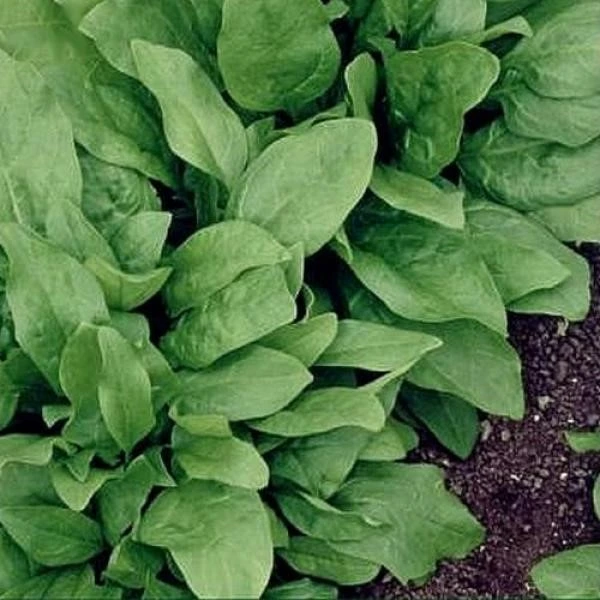 [S3824001] Epinard d'hiver Monstrueux de Viroflay - 125 g