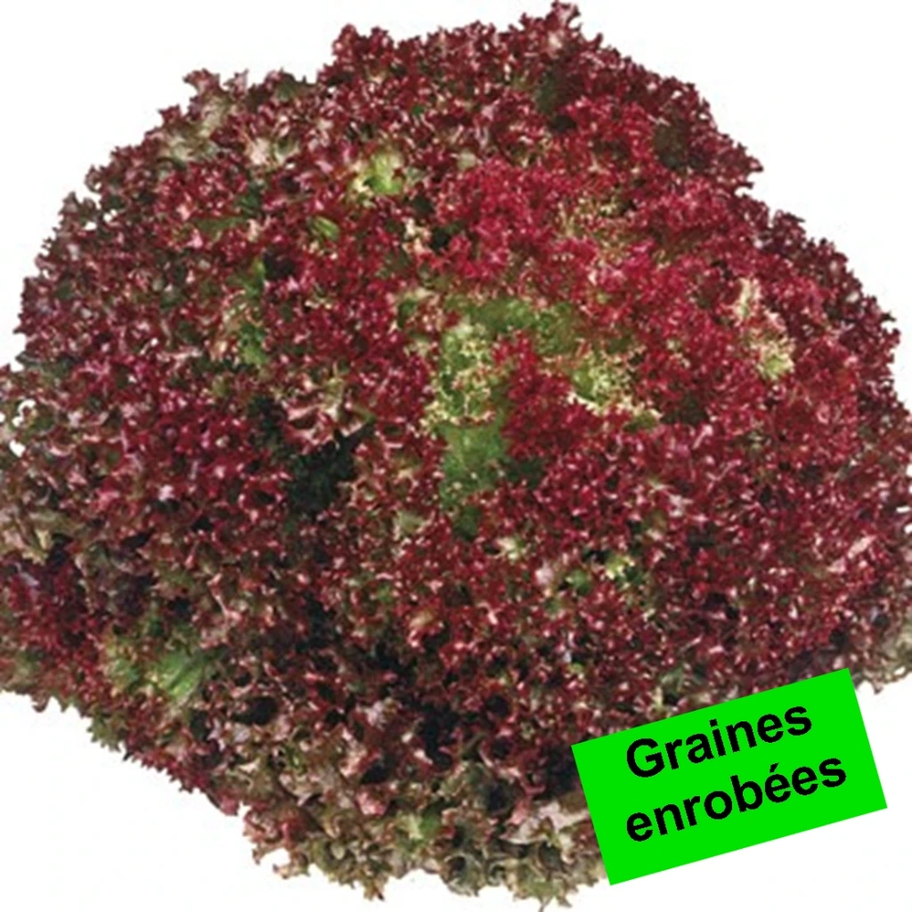 [S45809] Laitue lollo Rossa Di Vino - Gr. Enrobées - 50 gr. Enrobées