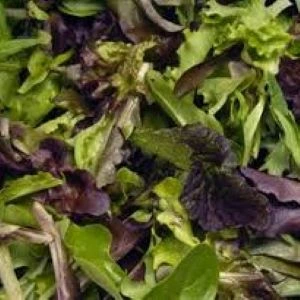 [S45221] Laitue à couper Mesclun - 5 g