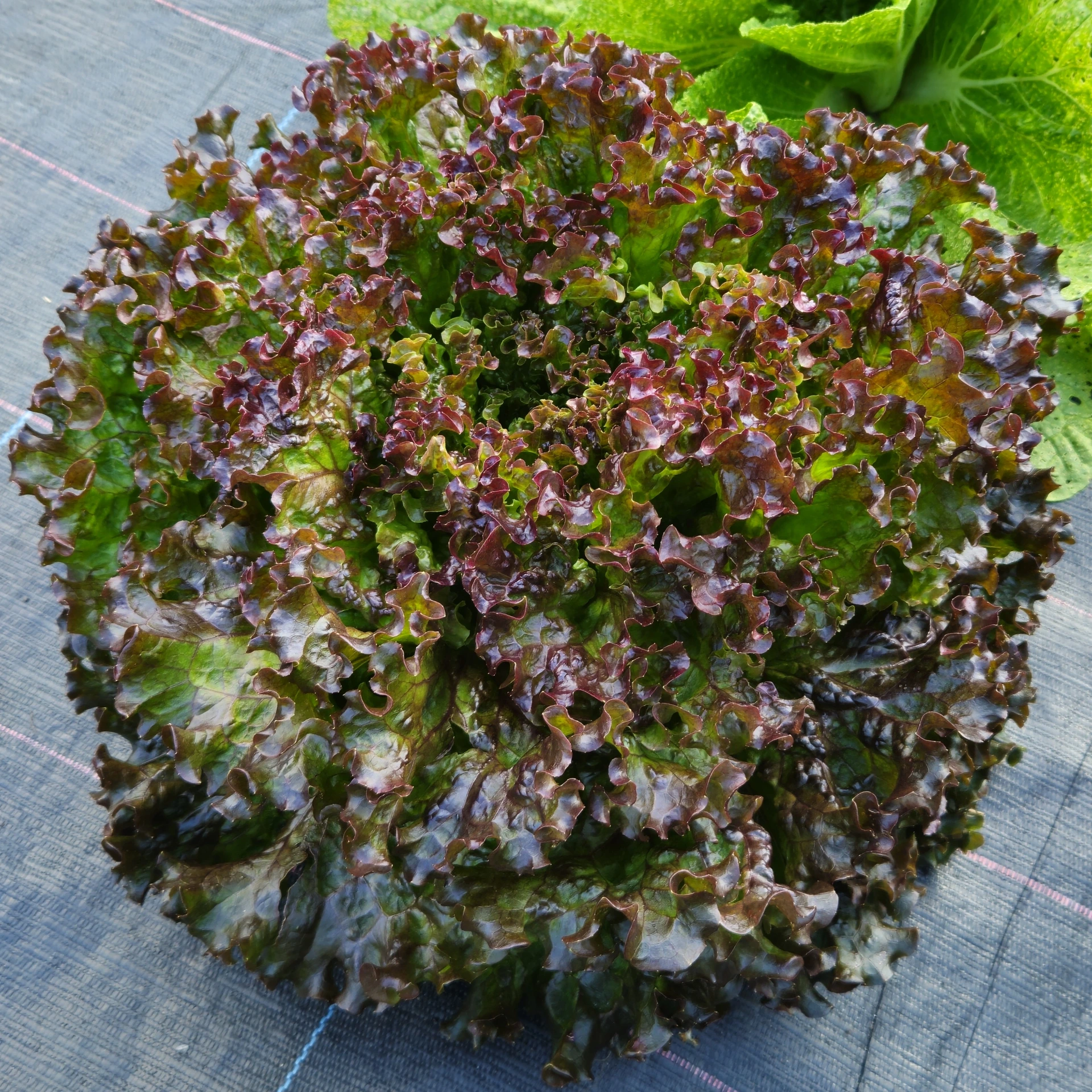 [S46245] Laitue croquante Batavia rouge Grenobloise - 2 g