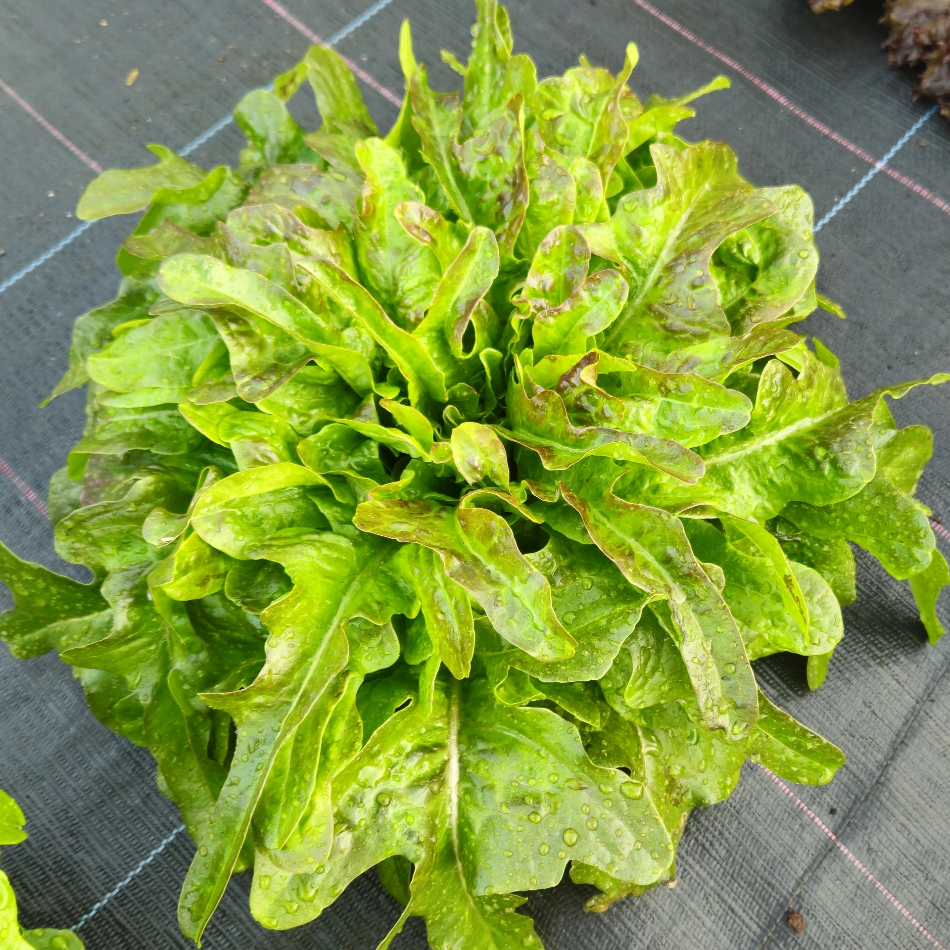 Laitue à couper Niçoise Hussarde - Gr. enrobées - 50 gr. enrobées