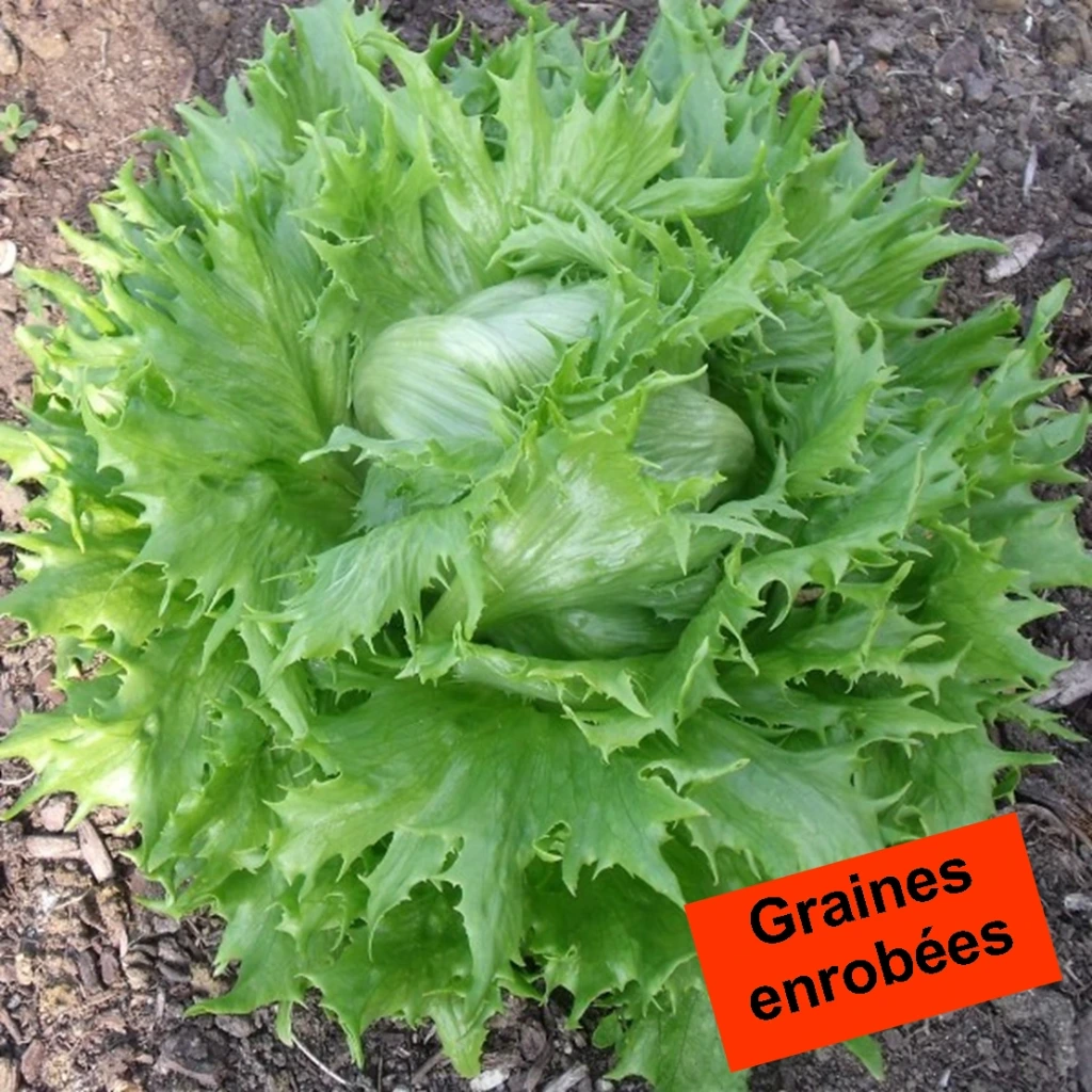 [S46659] Laitue croquante Reine des glaces - 50 gr. Enrobées