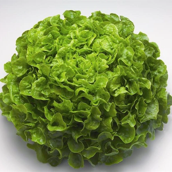 [S45250] Laitue feuille de chêne blonde - 4 g