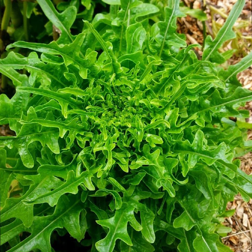 Laitue à couper Radichetta /cresssonnette du Maroc- 5 g