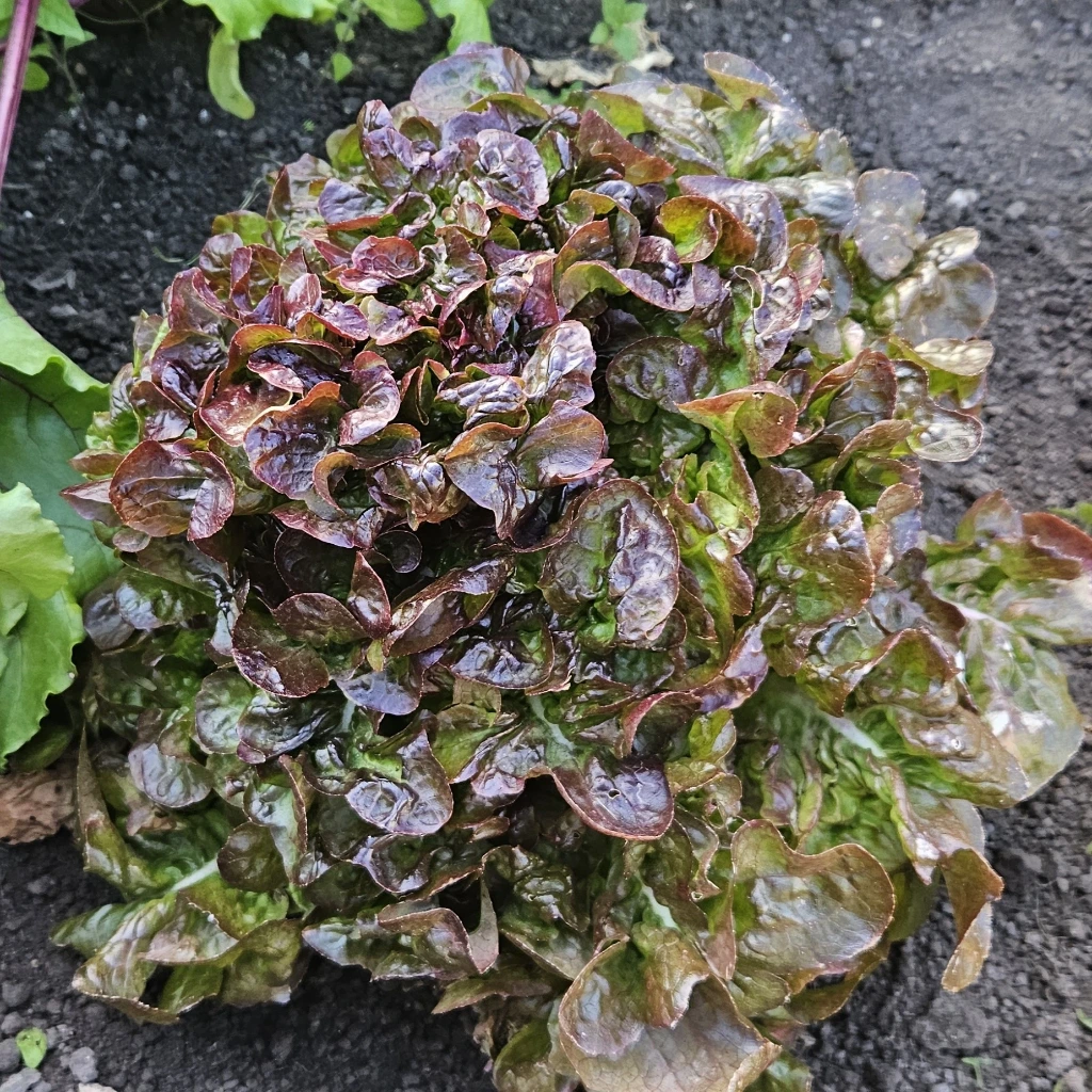 [S45379] Laitue feuille de chêne Eluarde - Gr. Enrobées - 50 gr. Enrobées