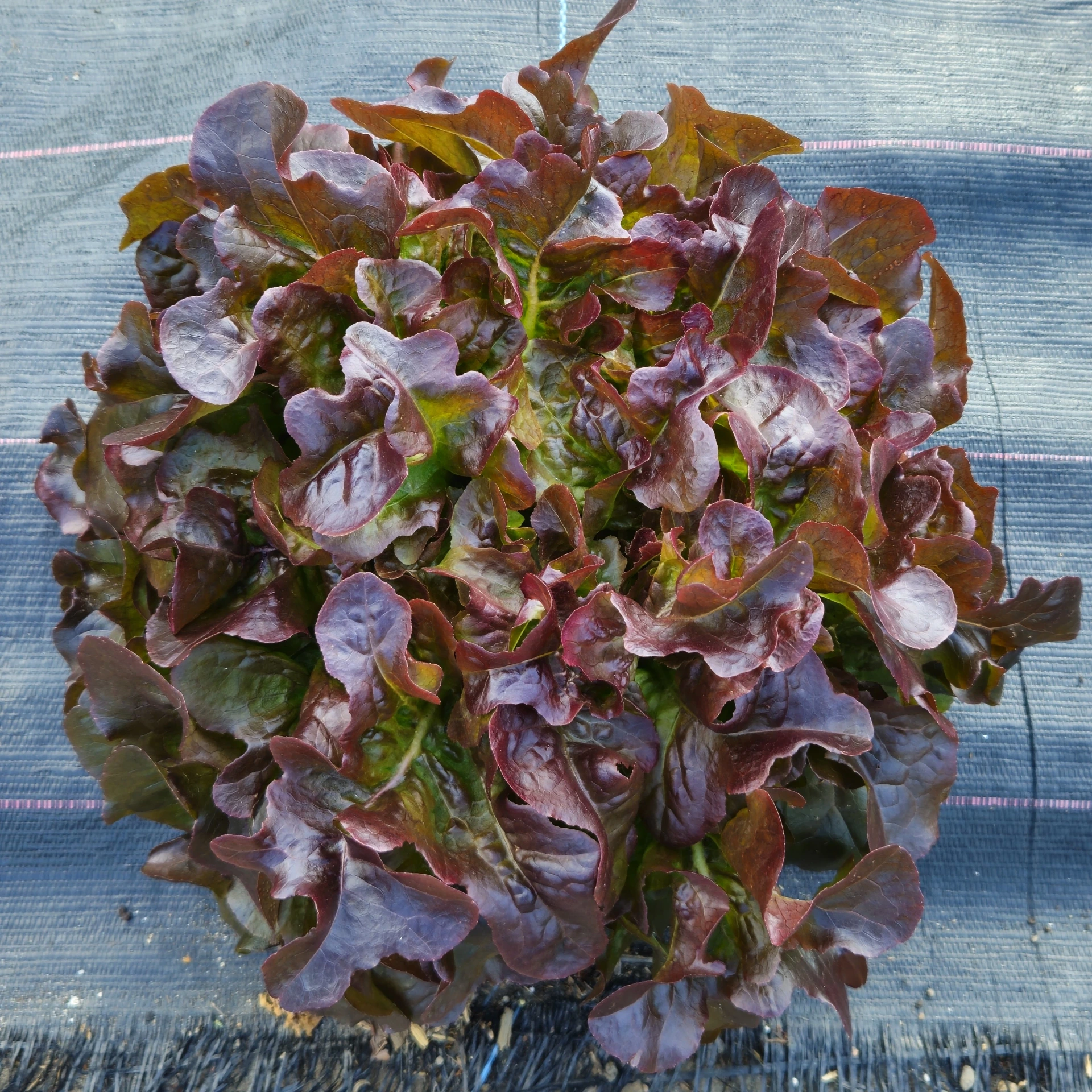 Laitue feuille de chêne Red Salad Bowl - 4 g