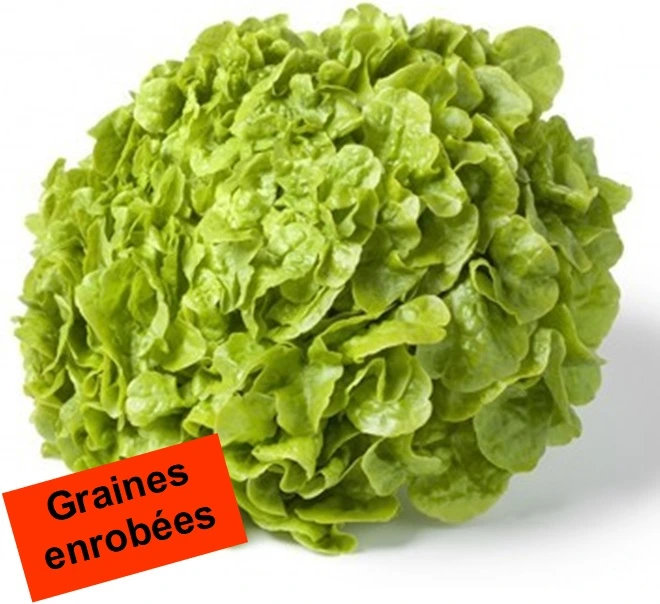 Laitue feuille de chêne Strubelpeter - Gr. enrobées - 50 graines enrobées