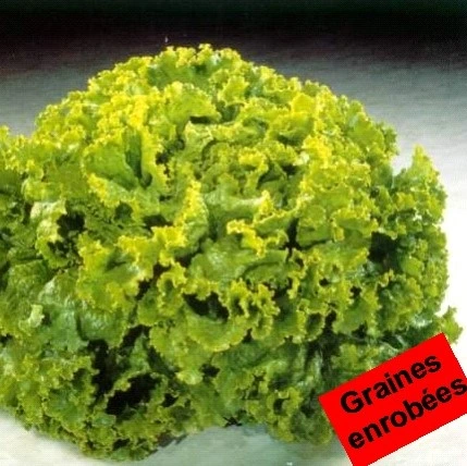 [S45585] Laitue lollo Anselo - Gr. Enrobées - 50 graines
