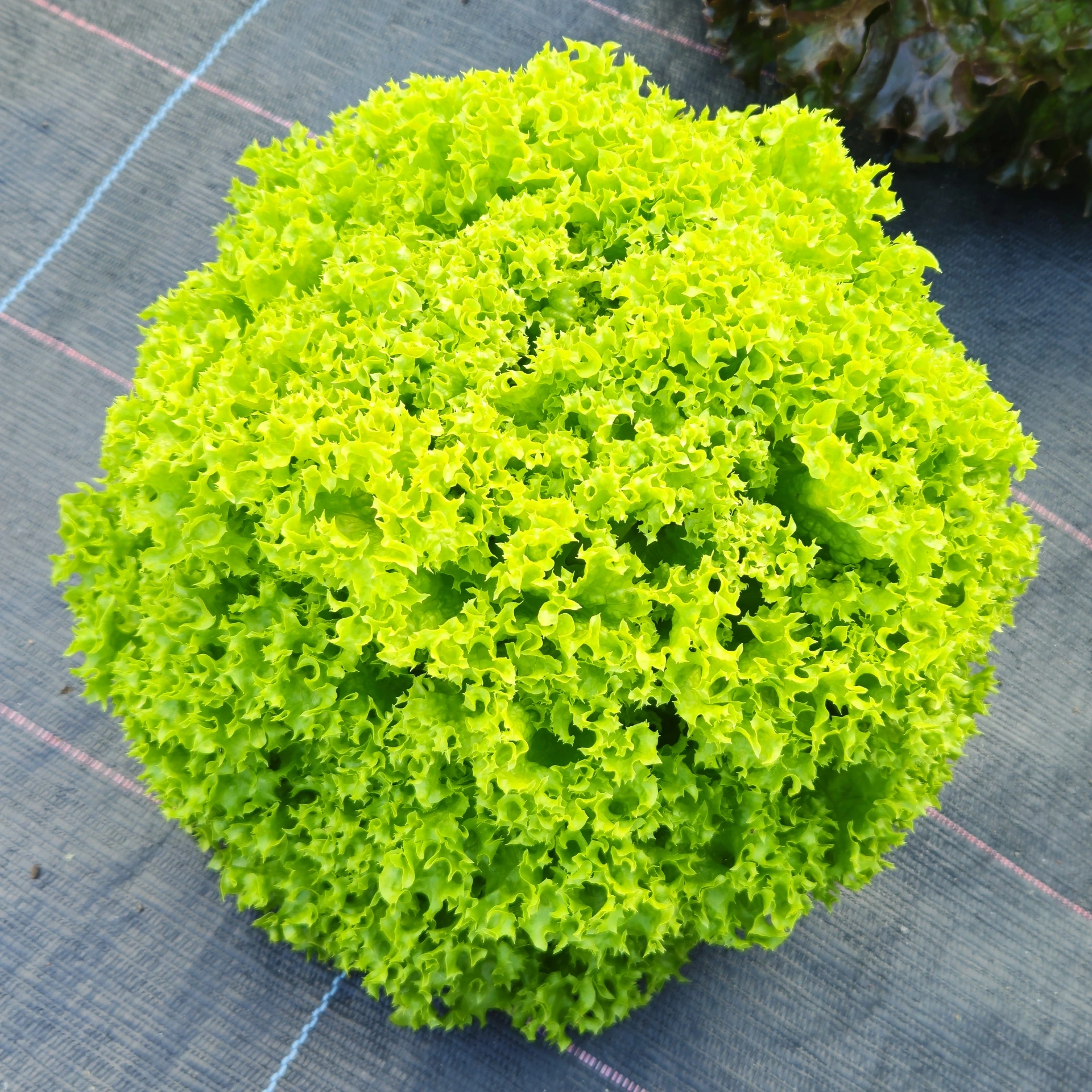 [S45699] Laitue lollo Bionda - Gr. enrobées - 50 gr. Enrobées