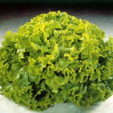 [H2668] Laitue lollo Bionda - 2 g