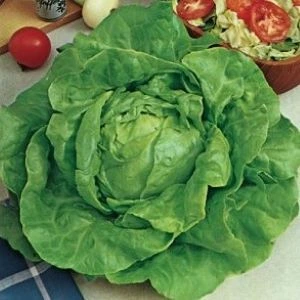 [S47185] Laitue pommée Attraction - 5 g