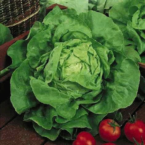 Laitue pommée Appia, printemps - 3 g