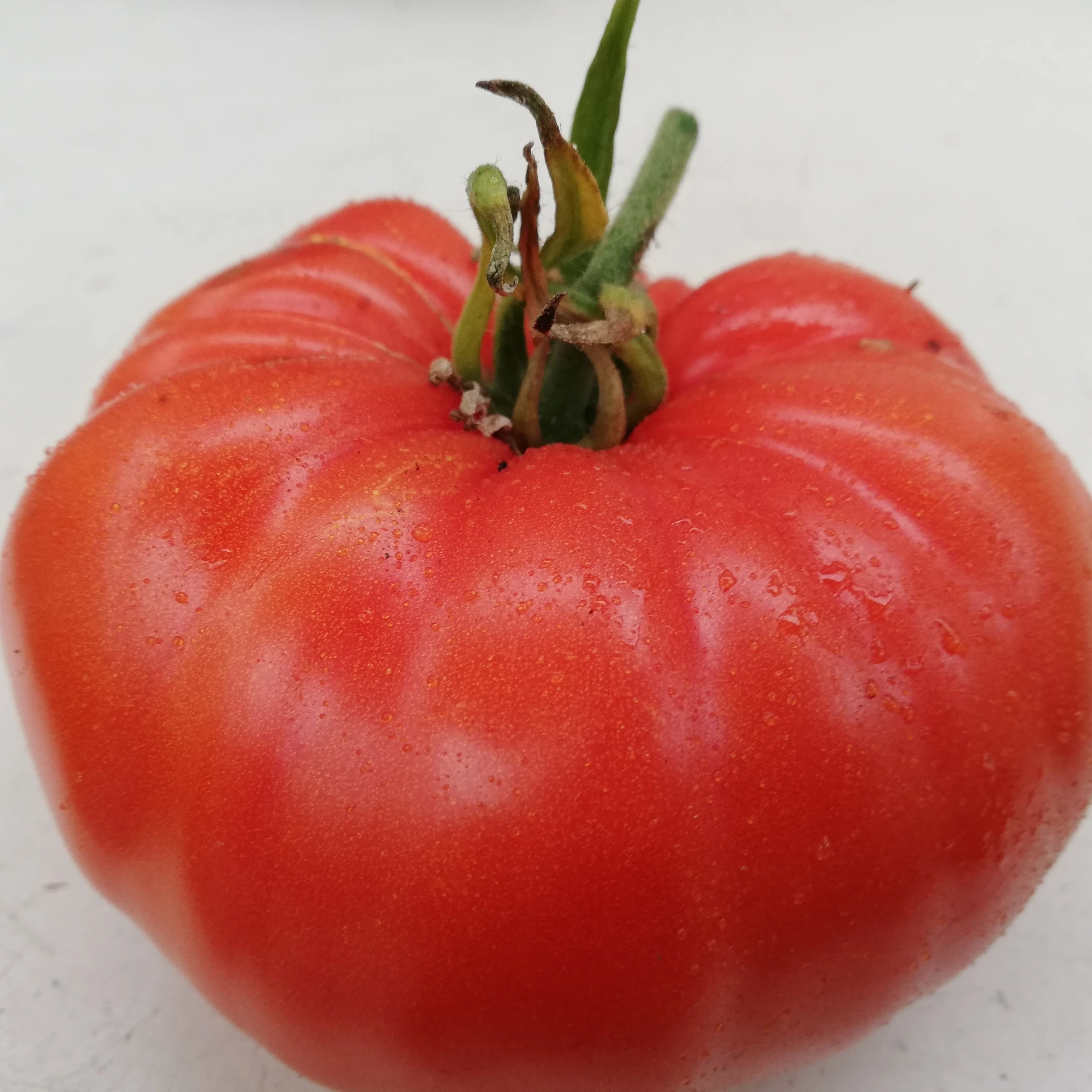 Tomate Belge géante rouge - 15 graines
