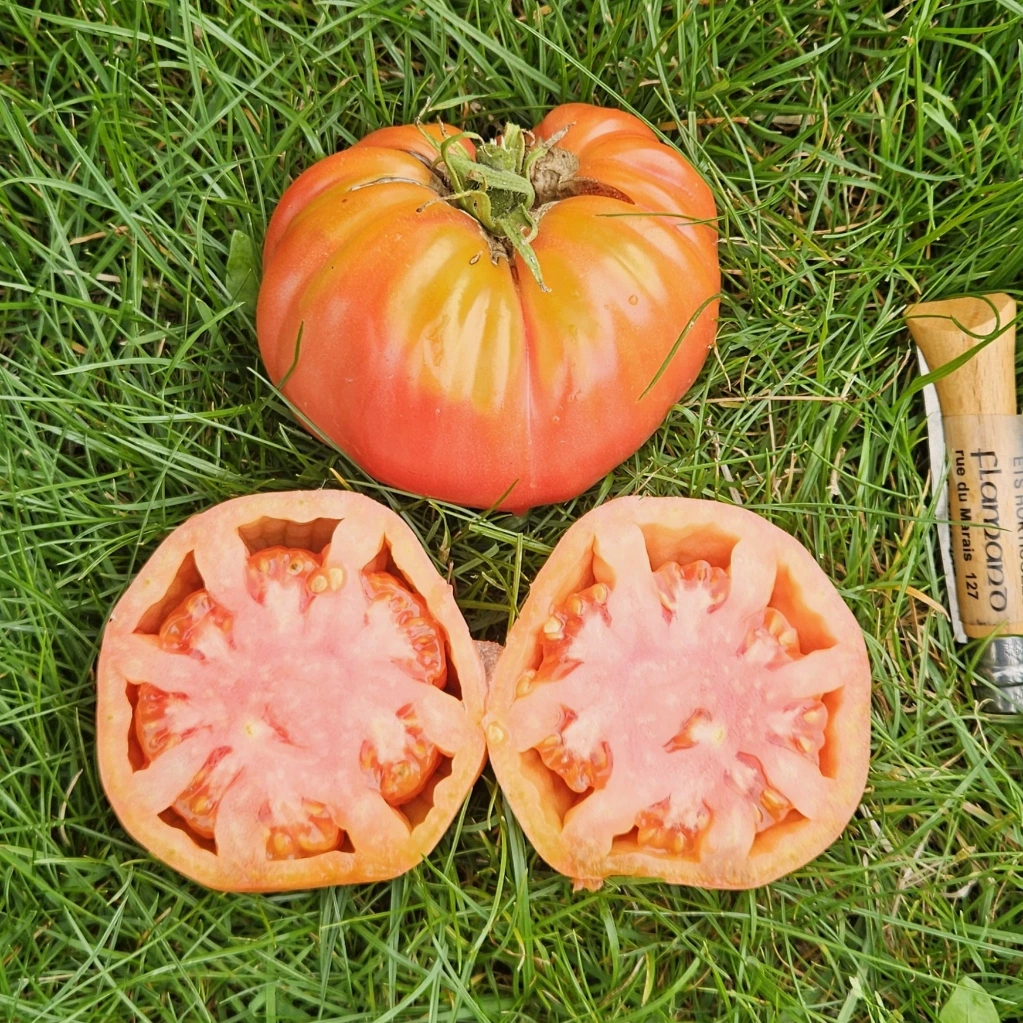 [S78041] Tomate Belgiam - 15 graines