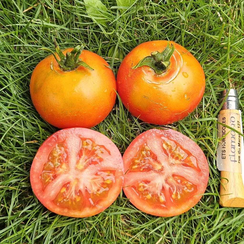 Tomate Charnue de Huy - 15 graines