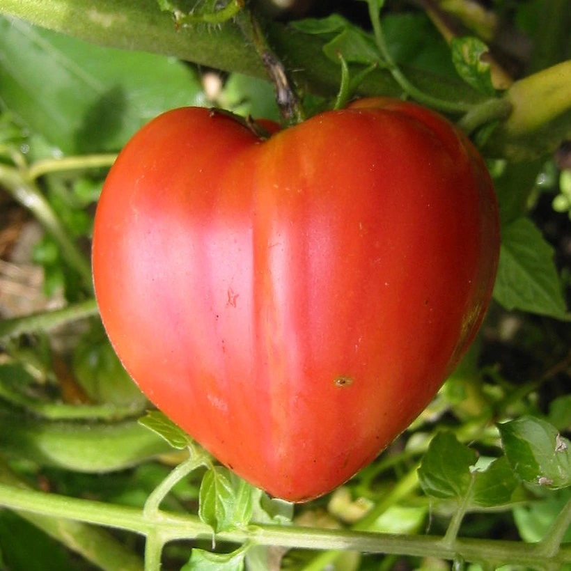 [S78100] Tomate Cœur de boeuf - 15 graines