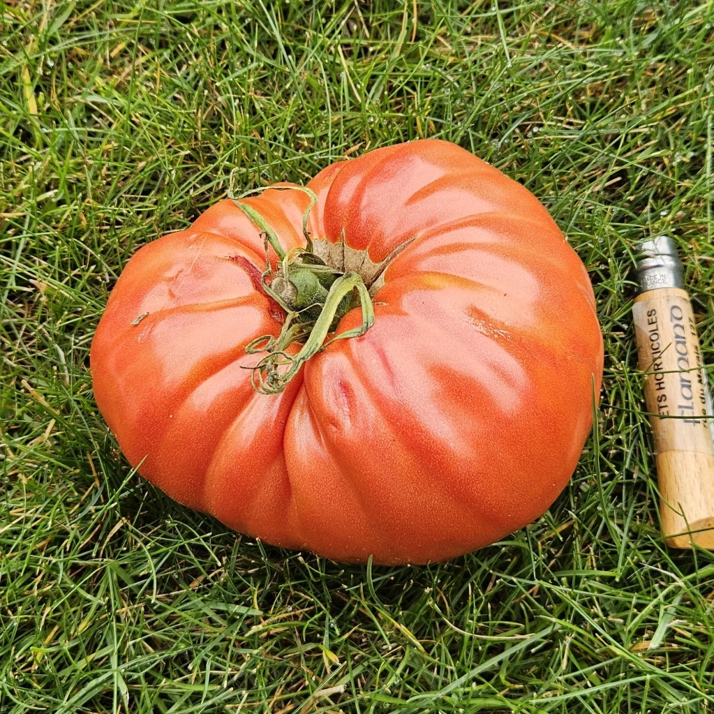 [S78132] Tomate Couille de taureau - 15 graines