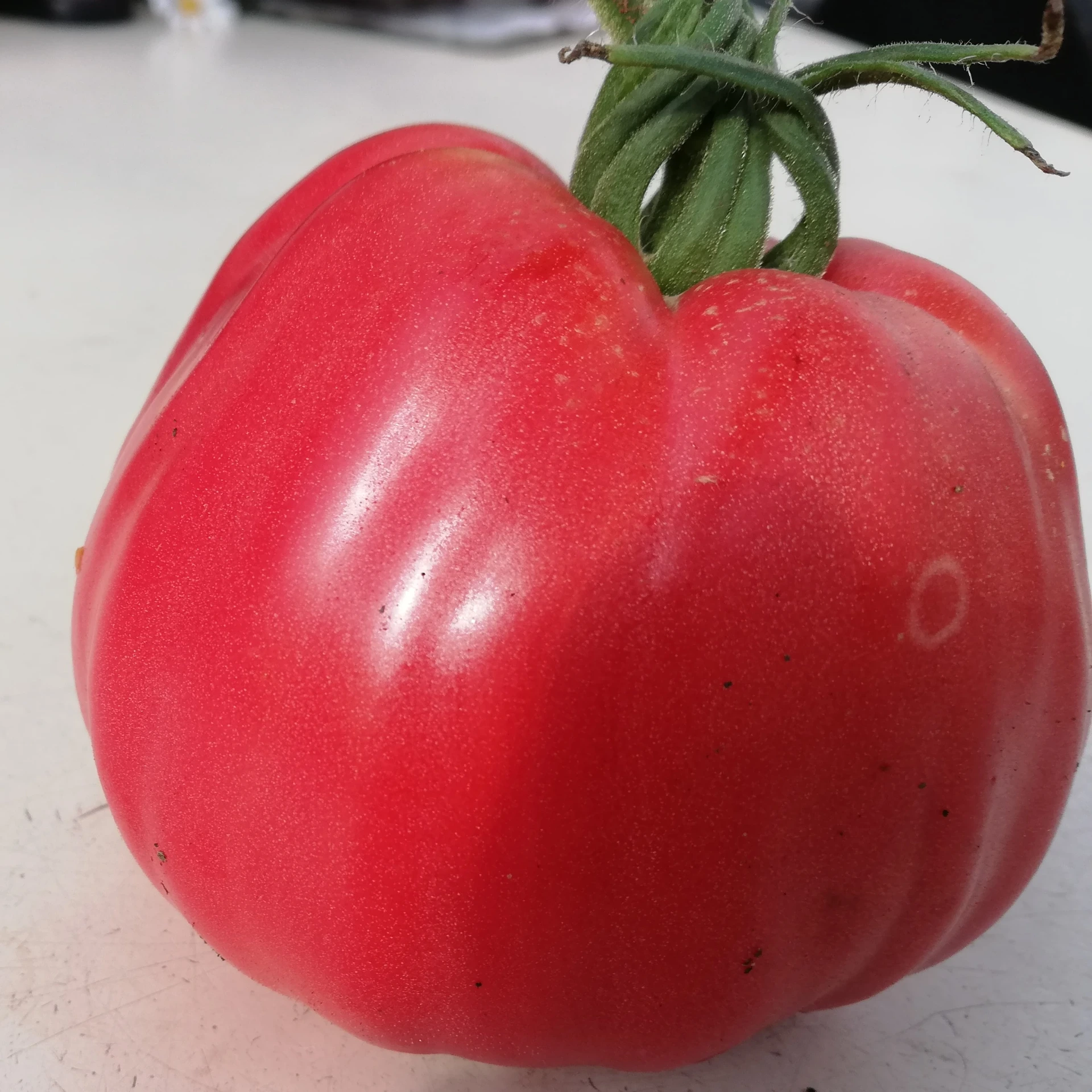 [S78201] Tomate Grosse des Marais - 15 graines