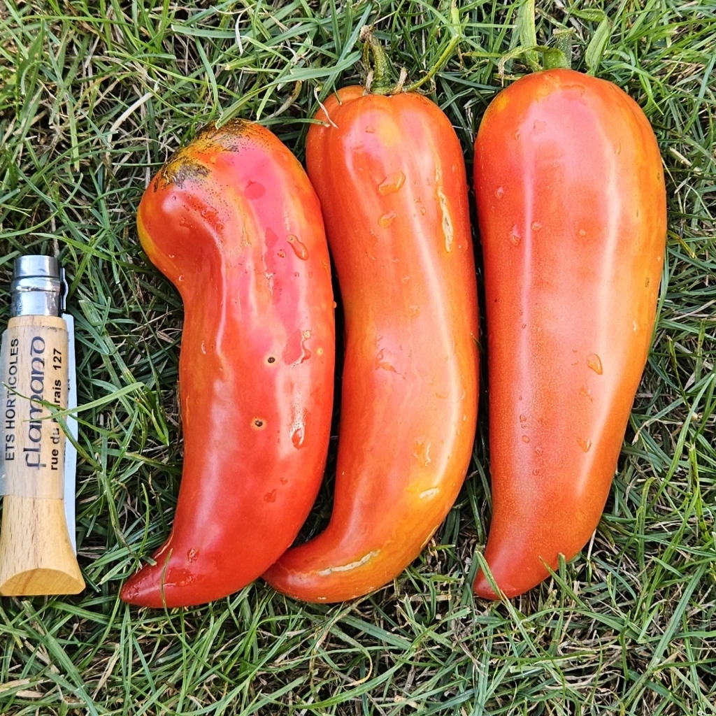 Tomate Howard Paste - 10 graines