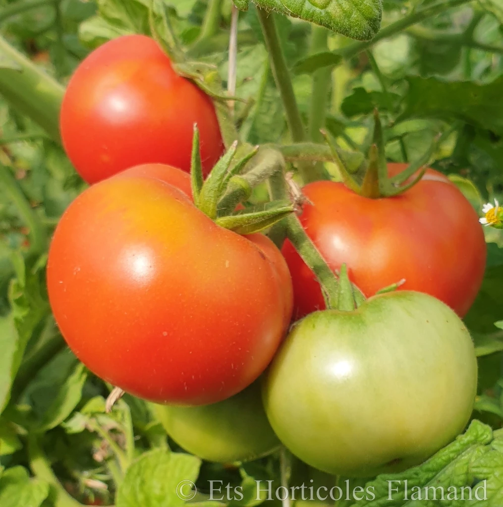 Tomate Livingston's Dwarf Stone - 15 graines