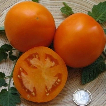 Tomate Orange Queen - 15 graines