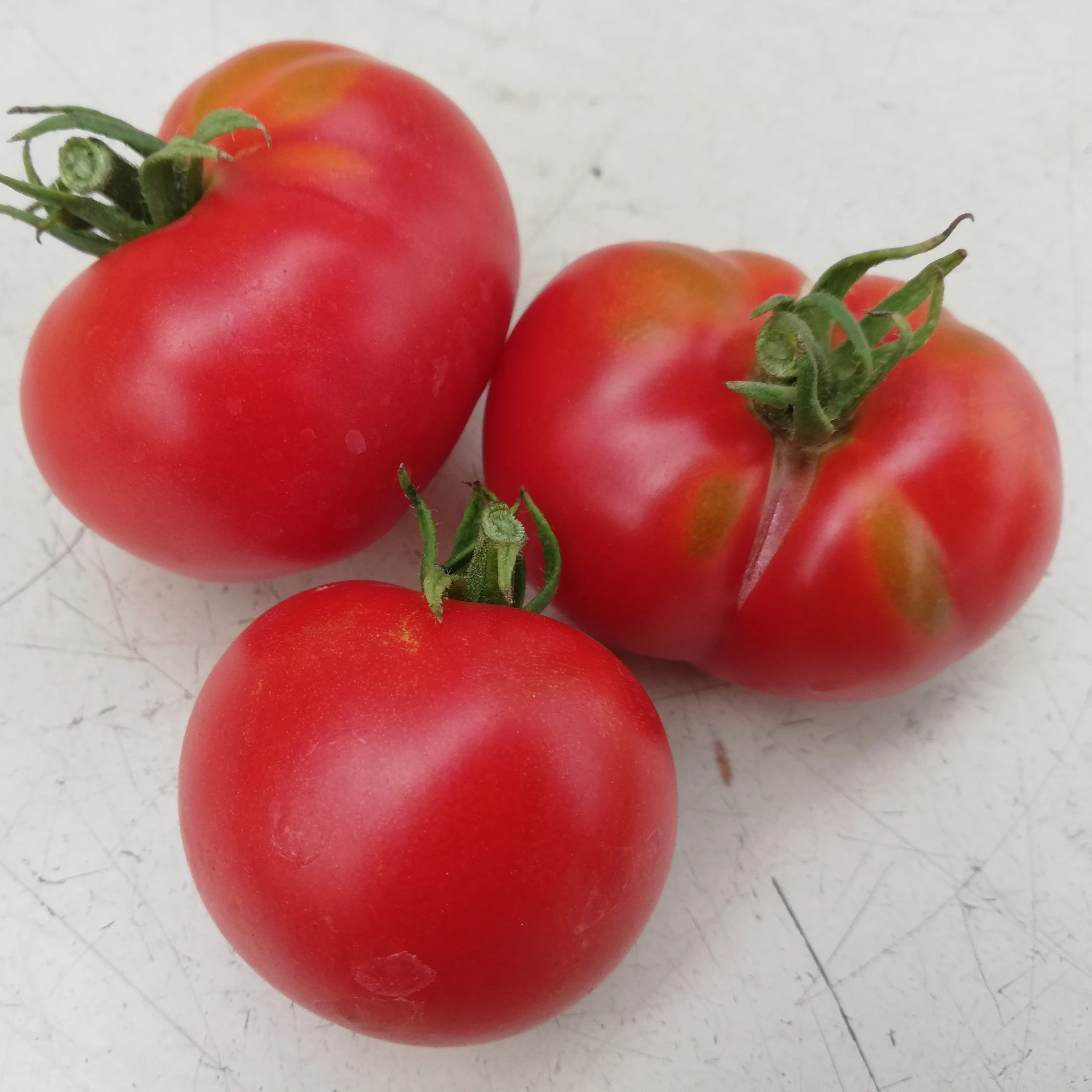 Tomate Précoce de Quimper - 15 graines