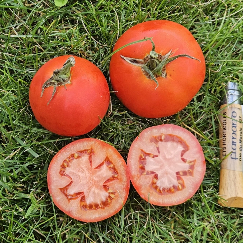 Tomate Rondobella - 15 graines