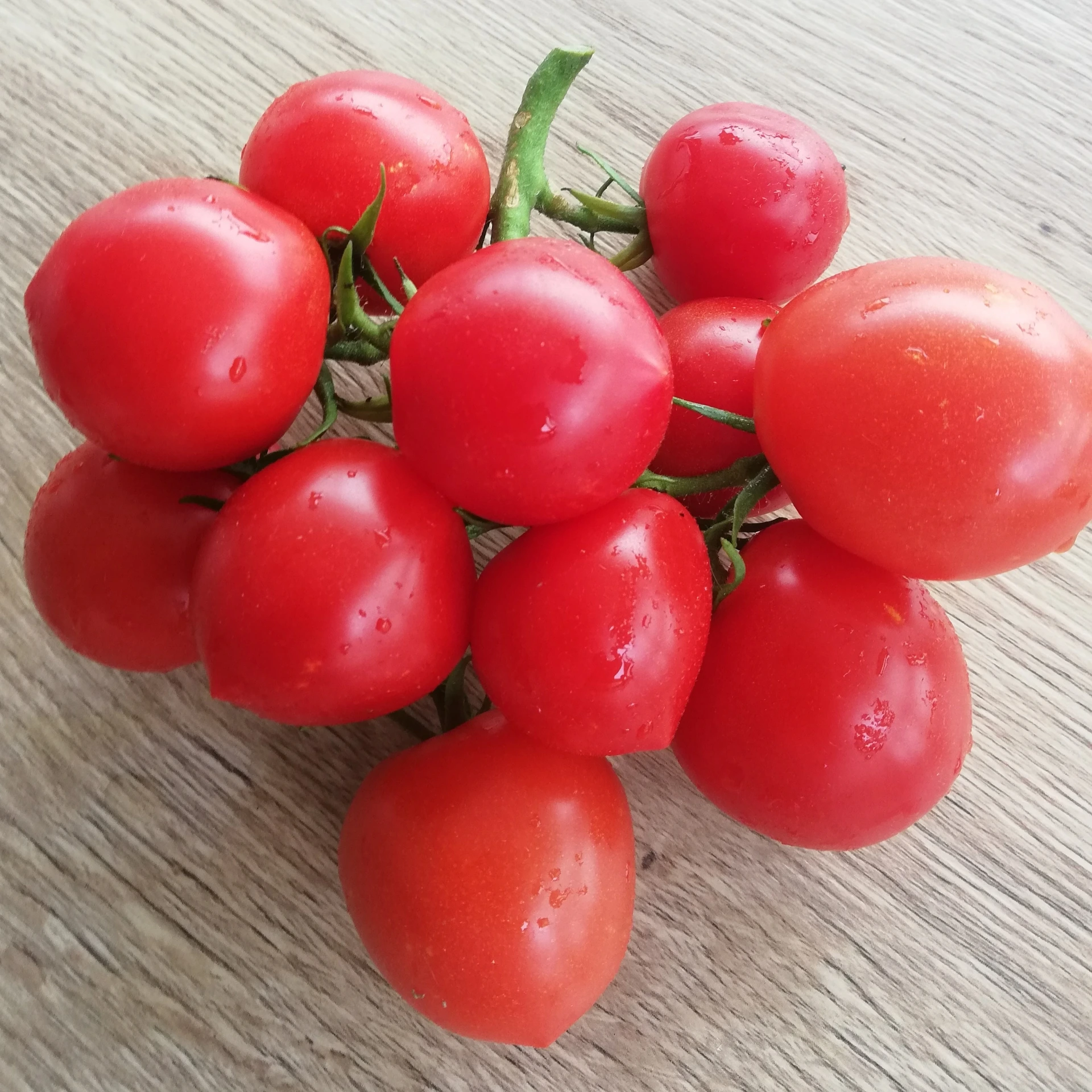 Tomate Ruthje - 15 graines