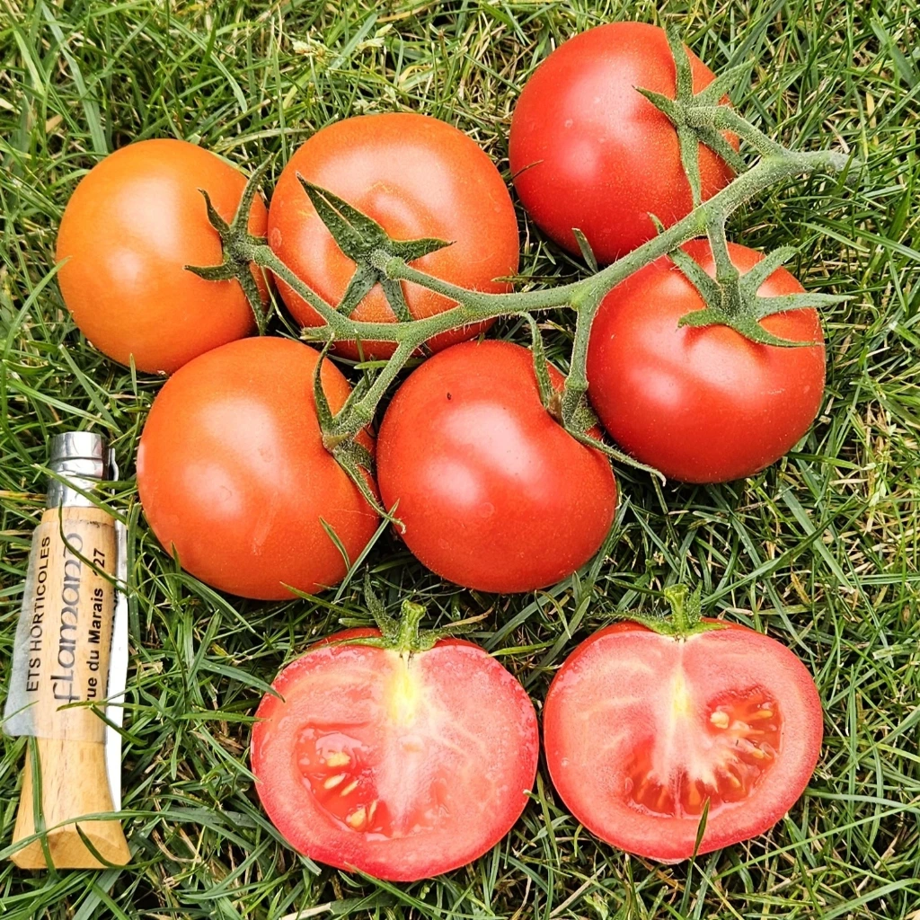 Tomate Tica - 15 graines