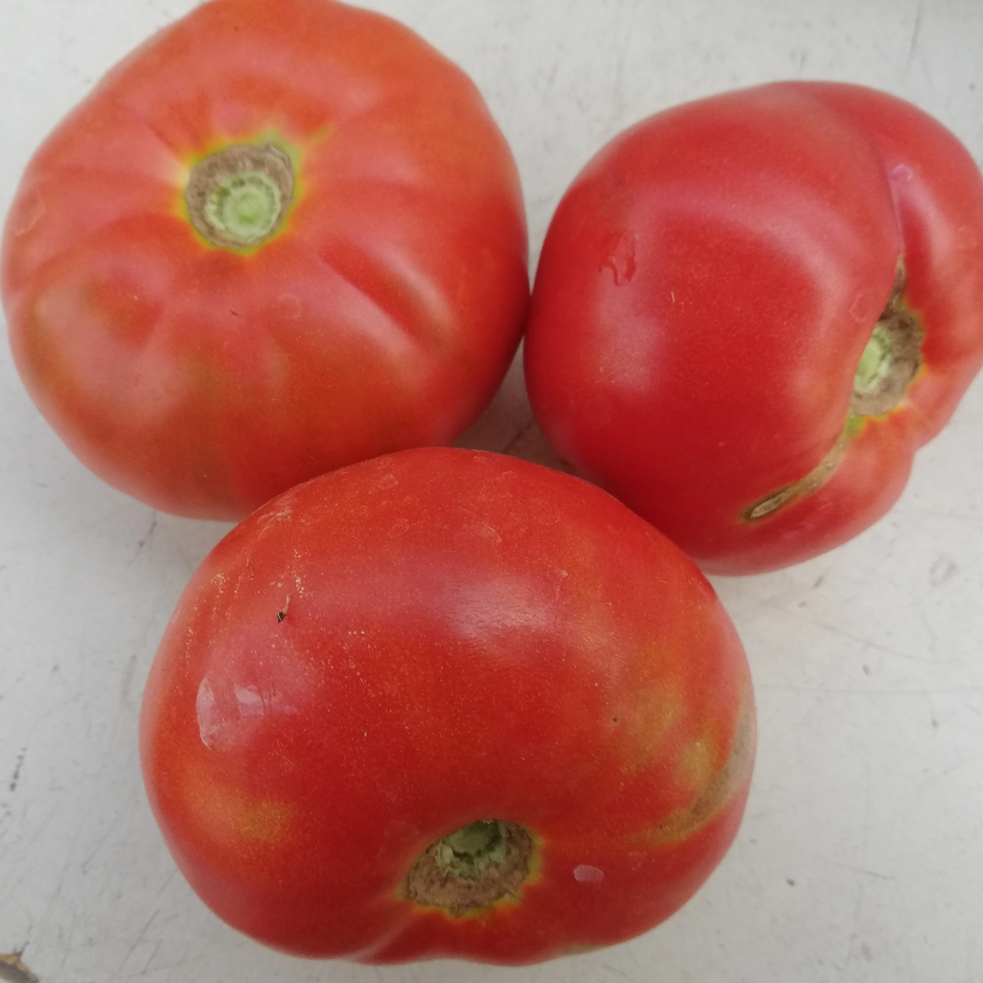 Tomate Vivagrande - 15 graines