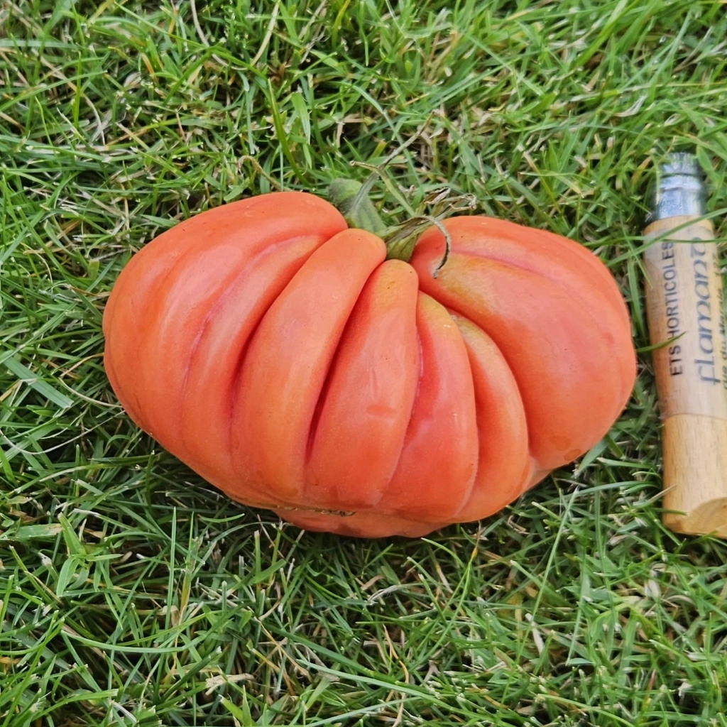 Tomate Zapotec - 15 graines