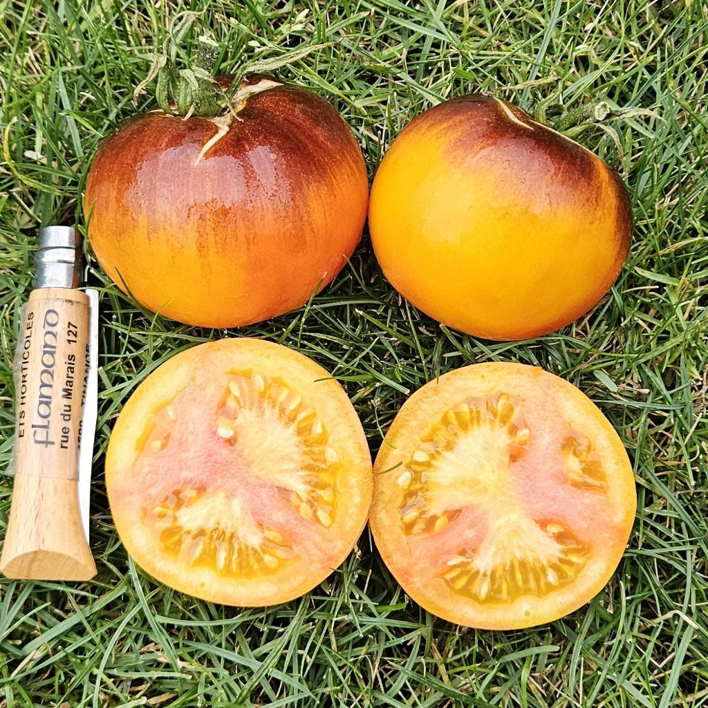 Tomate bleue Ananas - 15 graines