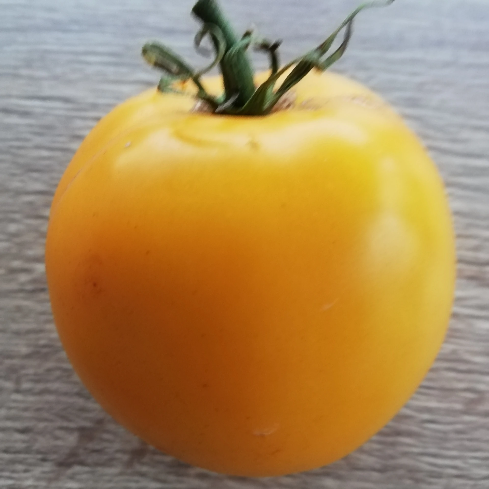 Tomate jaune Taxi - 15 graines