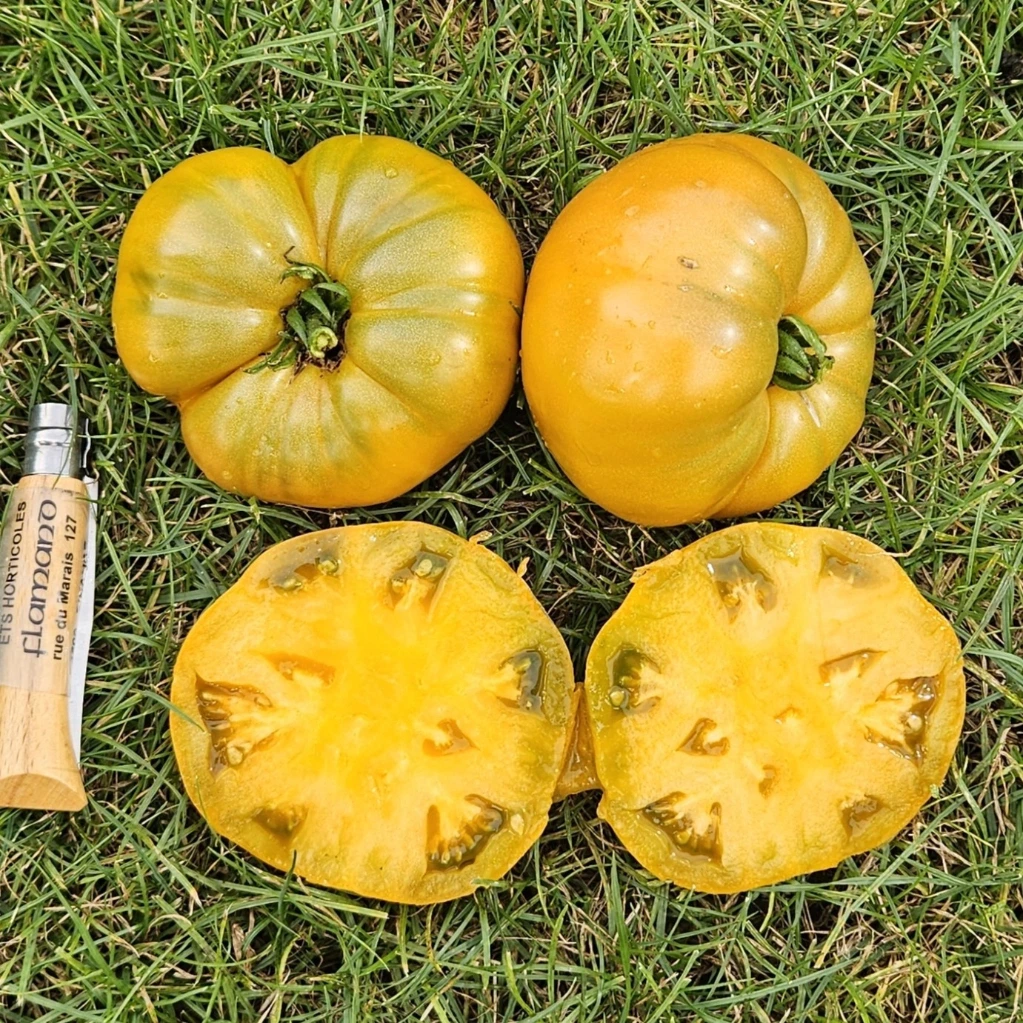 Tomate jaune Uluru Ochre - 15 graines