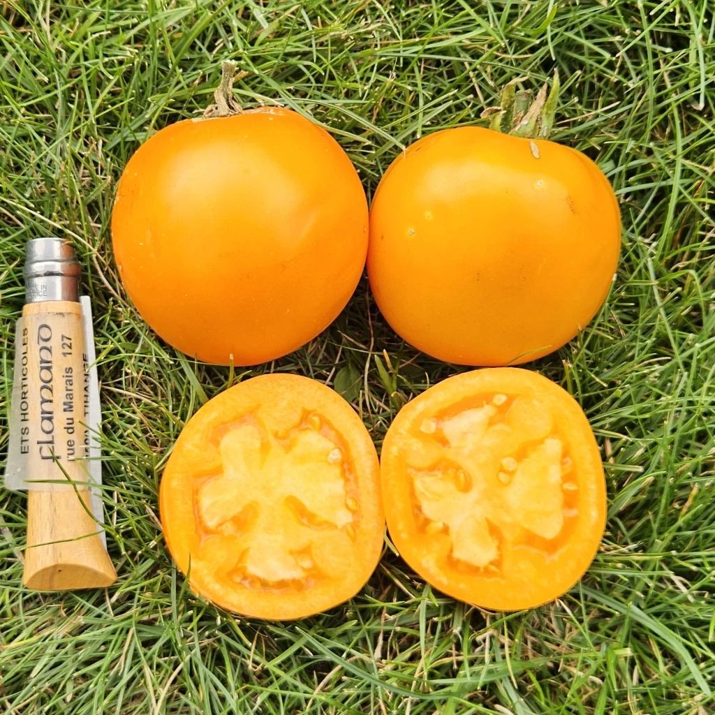 Tomate jaune Valencia - 15 graines